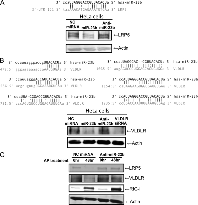 FIGURE 5.