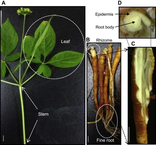 Fig. 1