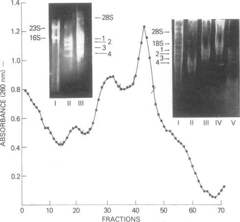 graphic file with name pnas00669-0114-a.jpg