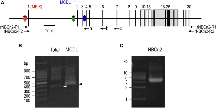 FIGURE 1