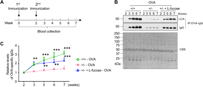 Figure 5