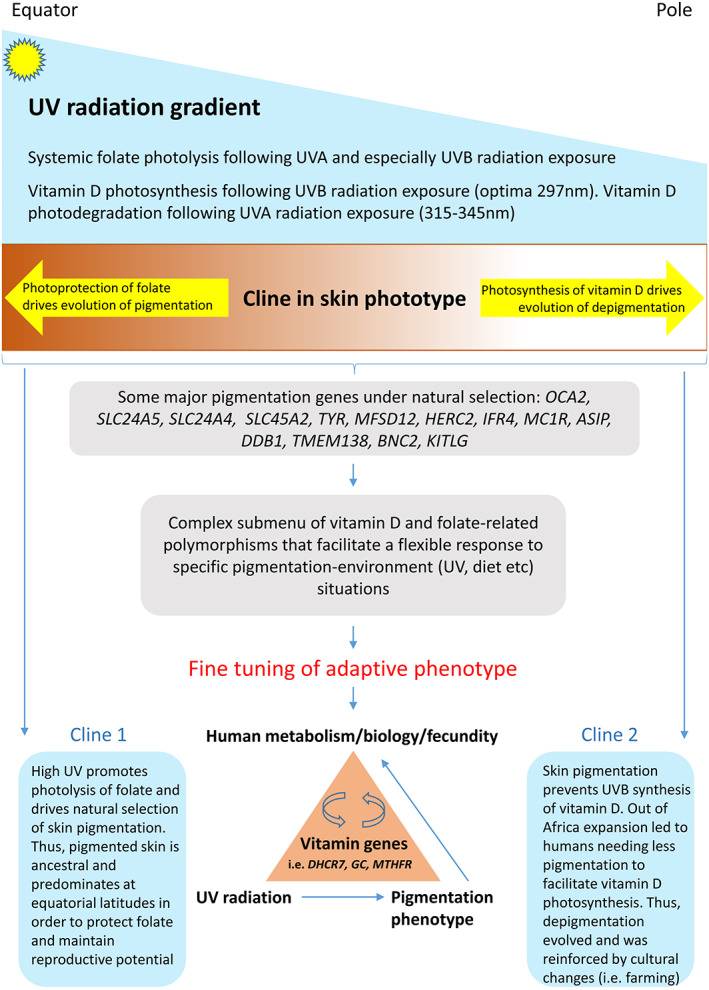 FIGURE 1