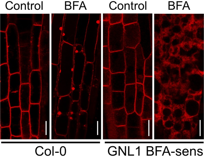 Figure 12.