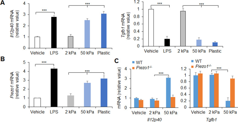 Figure 1—figure supplement 1.