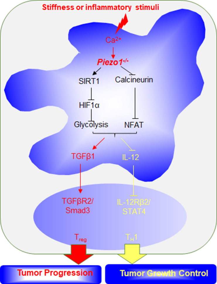 Figure 7—figure supplement 1.