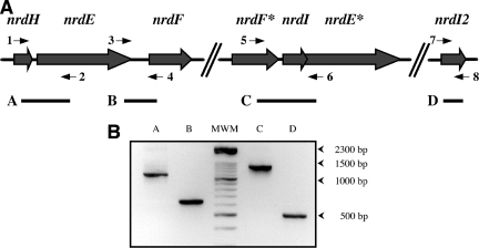 FIG. 1.