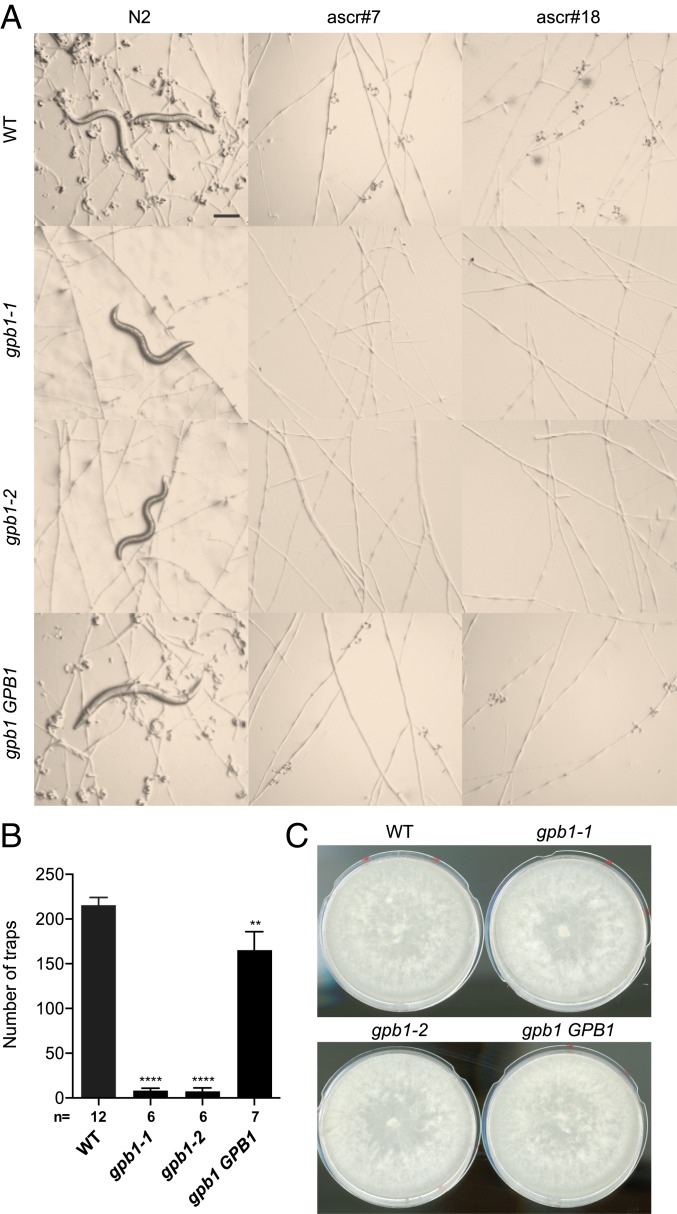 Fig. 5.