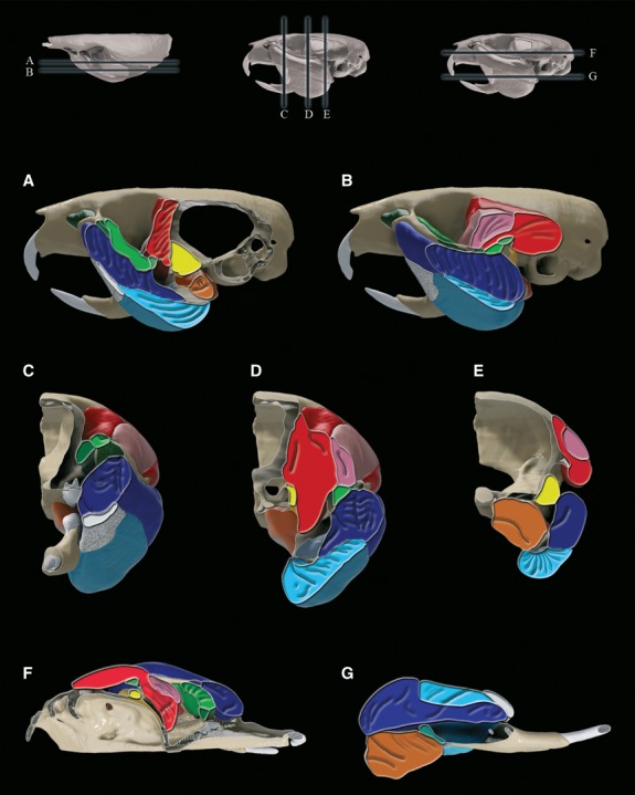 Fig 6