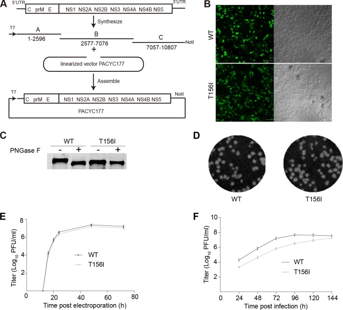 FIG 2 