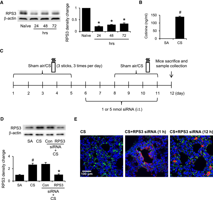 Figure 3