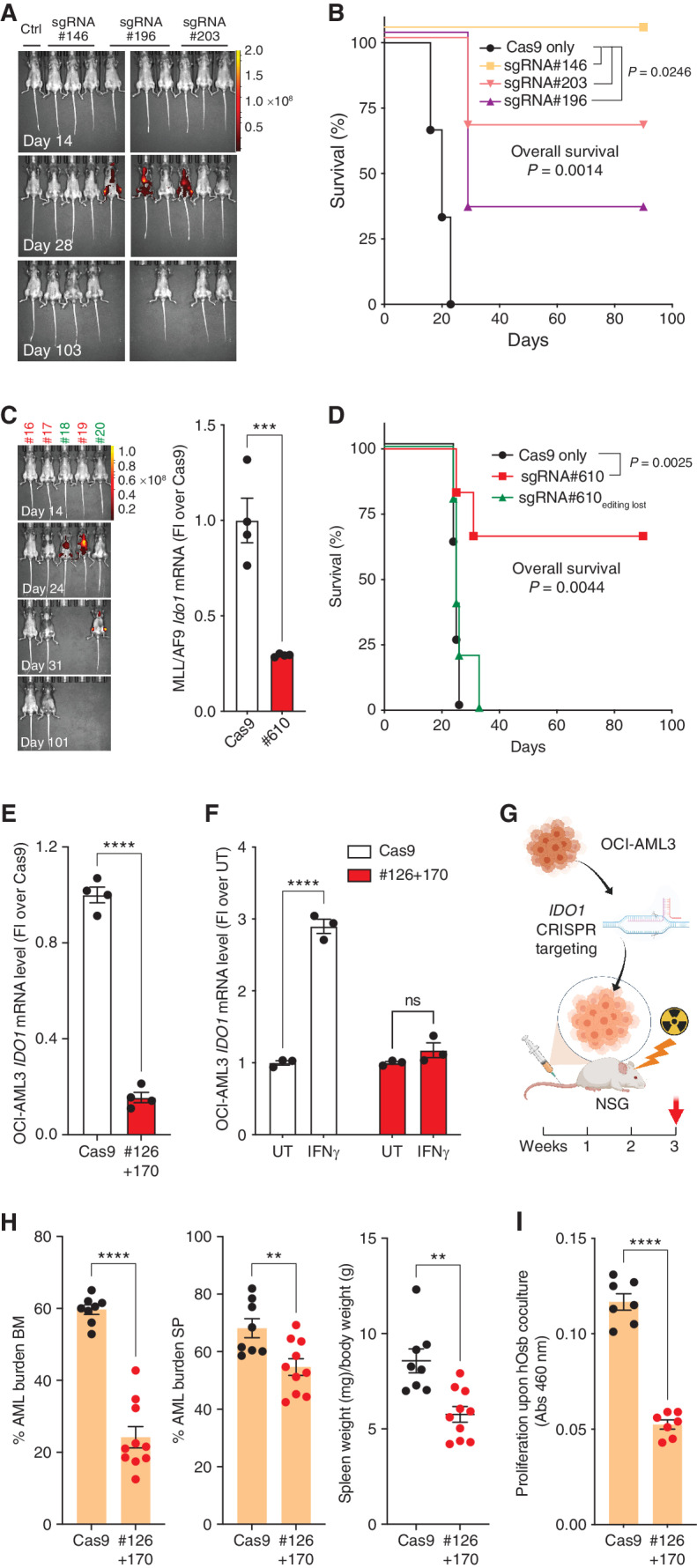 Figure 3. Genetic inhibition of kynurenine (Kyn) production hinders AML progression. A, Representative epifluorescence images of leukemia progression in WT mice injected with MLL/AF9-CRISPR/Cas9-edited cells (sgRNAs: #146, #196 and #203; Ctrl: no leukemia). B, Survival curve of mice injected with the indicated sgRNAs MLL/AF9-edited or Cas9-only-MLL/AF9 control cells (n = 3 all groups). C, Representative epifluorescence images of leukemia progression in WT mice injected with MLL/AF9-CRISPR/Cas9–edited cells (sgRNAs: #610) and Ido1 mRNA levels of MLL/AF9-sgRNA#610-edited cells before injection (n = 4); unpaired t test. D, Survival curve of WT mice injected with MLL/AF9-sgRNA#610-edited cells (n = 11) or Cas9 only control (n = 9). Mice showing > 60% of unedited (WT) sequence in their BM after harvesting are depicted as sgRNA#610editing lost (green; n = 5). E, IDO1 mRNA levels in OCI-AML3 cells nucleofected with Cas9 and sgRN#610 used in transplant experiment. F, IDO1 mRNA levels in OCI-AML3 cells exposed to IFNγ (overnight, 50 ng/mL, n = 3); two-way ANOVA. G, Outline of transplantation assay with OCI-AML3 CRISPR/Cas9-IDO1–targeted cells in NSG mice. H, AML burden in BM, SP, and spleen weight (mg)—referred to as total body weight (g)—of NSG mice 3 weeks after injection of OCI-AML3 cells (n = 8, Cas9; n = 10, #126+170). I, Proliferation of OCI-AML3 cells upon 72 hours of coculture with primary human osteoblasts (n = 7). Survival curves are Kaplan–Meier with P value of log-rank (Mantel–Cox) test between the indicated groups. All data are expressed as mean ± SEM. Statistical analysis done with unpaired t test unless otherwise stated. **, P ≤ 0.01; ***, P ≤ 0.001; ****, P ≤ 0.0001. See also Supplementary Fig. S3 and Supplementary Data S1.