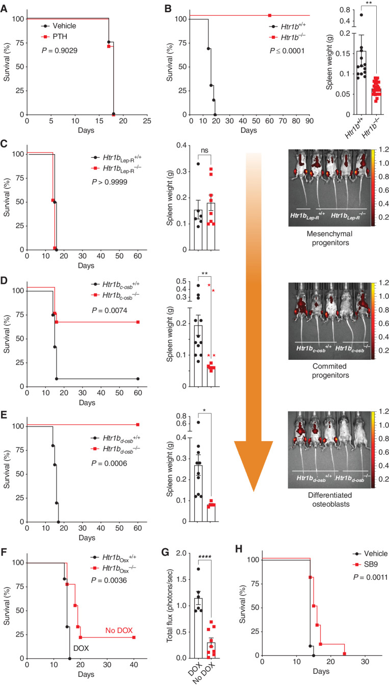 Figure 1. Ablation of Htr1b in osteoblasts prevents AML progression. A, Survival curve of WT mice treated with vehicle (n = 4) or PTH (n = 7) and injected with MLL/AF9 AML cells. B–E, Survival curves of WT MLL/AF9-injected mice, their spleen weights, and representative epifluorescence images (radiance p/sec/cm2/sr) of leukemia progression 14 days after MLL/AF9 injection in Htr1b−/− (n = 29) and Htr1b+/+ littermates (n = 13; B); Htr1bfl/fl; LepR-Cre: Htr1bLep-R−/− (n = 8) and Htr1bLep-R+/+ littermates (n = 6; C); Htr1bfl/fl; Col1a1-Cre: Htr1bc-osb−/− (n = 11) and Htr1bc-osb+/+ littermates (n = 12; B)—the 4 Htr1bc-osb−/− mice that developed leukemia are represented with red stars in the histogram of spleen weight and excluded from the statistical analysis; Htr1bfl/fl; OCN-Cre: Htr1bd-osb−/− (n = 5) and Htr1bd-osb+/+ littermates (n = 10; E). Orange arrow indicates the systematic genetic interrogation approach followed. F, Survival curve of Htr1bfl/fl; Osx-Cre: Htr1bOsx−/− (DOX removed 24 hours after MLL/AF9 injection; n = 9) and Htr1bOsx+/+ (kept on DOX, n = 6). G, Leukemia burden quantification (total flux, photons/sec) at day 12 after MLL/AF9 injection, Htr1bOsx+/+ (DOX, n = 6), Htr1bOsx −/− (no DOX, n = 9). H, Survival curve of WT mice injected with MLL/AF9 cells and treated with either vehicle (n = 10) or the HTR1B antagonist SB224289 (SB9; n = 10). All survival curves shown are Kaplan–Meier curves with the P value of log-rank (Mantel–Cox) test between the indicated groups. All data are represented as mean ± SEM; statistical analysis done with an unpaired t test. *, P ≤ 0.05; **, P ≤ 0.01; ****, P ≤ 0.0001. See also Supplementary Fig. S1. DOX, doxycycline.