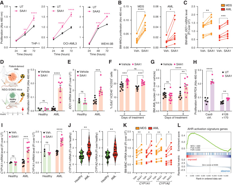 Figure 5. SAA1 selectively promotes leukemic cell proliferation by upregulating IDO1 expression through activation of the aryl hydrocarbon receptor (AHR) pathway. A, Proliferation of human THP-1 and OCI-AML3 (n = 22) and mouse WEHI-3B (n = 8) AML cell lines exposed to SAA1 or SAA3, respectively (1 μg/mL, 24–72 hours). Proliferation (B) and IDO1 mRNA levels (C) of human BM-MNCs isolated from MDS or AML (lineage-depleted) BM aspirates (n = 8) and exposed to SAA1 (5 μg/mL, 24 hours), paired t test. D, Left, schematic of PDX model used. Right, proliferation of total human BM cells isolated from the PDX mice injected with either healthy CD34+ (n = 3) or patient-derived AML cells (n = 8) exposed to vehicle (PBS) or SAA1 (1 μg/mL, 24 hours). E, IDO1 mRNA level from cells in D; two-way ANOVA. In vivo proliferation of leukemic blasts (hCD45+CD33+; F) and BM AML burden (G) in mice treated for 2 or 8 days with either vehicle (n = 10 and n = 7, respectively) or SAA1 (n = 14 and n = 9, respectively); two-way ANOVA. H, Proliferation of total human AML BM cells isolated from PDX mice and nucleofected with Cas9 (n = 5) or Cas9 and the combination of sgRNA#126 and sgRNA#170 (n = 8) exposed to vehicle or SAA1 (1 μg/mL, 24 hours); two-way ANOVA. I, mRNA level of CYP1A1 and CYP1A2 from cells in D; two-way ANOVA. J, Violin plots for mRNA levels of CYP1A1 and CYP1A2 in BM-MNCs from healthy donors (n = 15) and patients with AML (n = 17). K, CYP1A1 and CYP1A2 mRNA levels from cells in B. L, GSEA of AHR activation signature genes in THP-1 cells cocultured with human osteoblasts for 24 hours. All data expressed as mean ± SEM. Statistical analysis was done with an unpaired t test unless otherwise stated. *, P ≤ 0.05; **, P ≤ 0.01; ***, P ≤ 0.001; ****, P ≤ 0.0001. See also Supplementary Fig. S5.