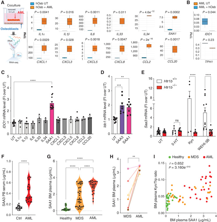 Figure 4. AML cells self-amplify Kyn production through HTR1B–SAA signaling in osteoblasts. A, Schematic of RNA-seq analysis strategy (left) and box plots (right) of the main secreted molecules significantly upregulated in primary human osteoblasts untreated (UT) or cocultured 24 hours with the THP-1 AML cell line (n = 2); Wald test, two-sided. B, Box plots for IDO1 and TPH1 from RNA-seq analysis of THP-1 cells exposed 24 hours to primary human osteoblasts (n = 2); Wald test, two-sided. C, IDO1 mRNA levels in OCI-AML3 cells exposed overnight to the indicated molecules (UT and SAA1, n = 15; IL1α, IL1β, IL6, CXCL1, and CXCL8, n = 6; IL33, IL34, CXCL3, CXCL5, CCL2, and CCL20, n = 3). D, Ido1 mRNA levels in WEHI-3B cells exposed overnight to recombinant mouse SAA3 or recombinant human SAA1 (n = 8). E, Saa3 mRNA relative level in primary differentiated mouse calvaria from Htr1b−/− and Htr1b+/+ littermates, exposed for 24 hours to 5-HT (25 nmol/L, n = 7–8), Kyn (25 nmol/L, n = 5), or the WEHI-3B cell line (n = 10–12); two-way ANOVA. F, Violin plots of SAA3 peripheral blood (PB) serum levels in control (n = 20) and MLL/AF9-injected mice (n = 20); unpaired t test. G, Violin plots of SAA1 BM plasma levels in healthy donors (n = 30), patients with MDS (n = 35), and patients with AML (n = 23). H, SAA1 BM plasma levels in paired samples from patients (MDS and corresponding AML-transformed stage; n = 6 paired samples); paired t test. I, Multiple variable data plot of BM plasma levels for SAA1 and Kyn/Trp ratio along healthy, MDS, or AML samples; Pearson correlation values are shown for Kyn/Trp ratio and SAA1 BM plasma levels. All data expressed as mean ± SEM. Statistical analysis was done with one-way ANOVA unless otherwise stated. **, P ≤ 0.01; ***, P ≤ 0.001; ****, P ≤ 0.0001. See also Supplementary Fig. S4.