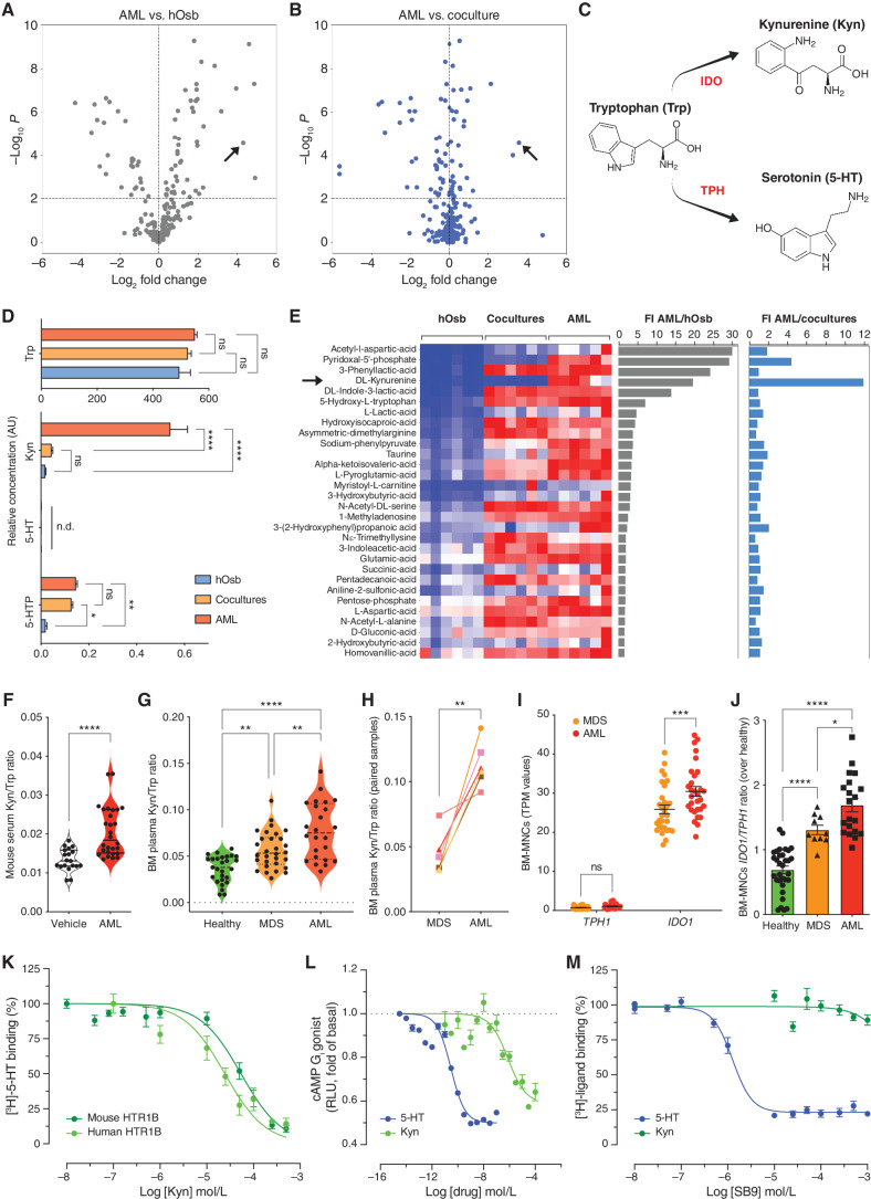 Figure 2. Kynurenine (Kyn) is an oncometabolite increased in the BM niche of patients with MDS and AML that binds to HTR1B. A and B, Volcano plots for metabolites with CV <30% comparing OCI-AML3 cells untreated (AML) and human osteoblasts (hOsb; A) or AML cells untreated versus cocultures (24 hours). In B, arrows point to Kyn. C, Tryptophan (Trp) catabolism scheme. D, Relative abundance of Trp and its catabolic metabolites: Kyn, serotonin (5-HT), and 5-hydroxytryptophan (5-HTP) in the indicated supernatants at 24 hours (n = 6); two-way ANOVA. E, Heat map of the first 30 metabolites with CV <15% and histograms of fold induction (FI) of AML versus hOsb (gray) or AML versus coculture (blue). F, Violin plots of Kyn/Trp ratio levels in serum circulating levels of control-injected (n = 19) versus MLL/AF9-injected (n = 28) mice; unpaired t test. G, Violin plots of Kyn/Trp ratio levels in BM plasma from healthy donors (n = 27), MDS (n = 30), and AML (n = 24) patients; one-way ANOVA. H, Kyn/Trp levels in paired BM plasma samples at MDS stage and its corresponding transformed AML stage (n = 6); paired t test. I, RNA-sequencing analysis of BM-MNCs from patients with MDS (n = 30) and AML (n = 30) patients (TPM) for TPH1 and IDO1; two-way ANOVA. J, IDO1/TPH1 mRNA ratio in BM-MNCs from healthy donors (n = 32), patients with MDS (n = 10), and patients with AML (n = 20); one-way ANOVA. K, Concentration dependence of the Kyn-mediated competition of [3H]-5-HT (25 nmol/L, 41.3Ci/mmol) binding by HEK293T membranes overexpressing the mouse (n = 4 experiments) or the human receptor (n = 2 experiments), yielding an IC50 of 54.1 μmol/L and 24.4 μmol/L, respectively (see Table 1 for details). L, Gi/o-mediated cAMP inhibition assays (n = 14). M, Binding of [3H]-5-HT (25 nmol/L, 41.3 Ci/mmol) or [3H]-Kyn (50 μmol/L, 0.125 Ci/mmol) was measured with Htr1b-overexpressing HEK293T membranes in the presence of increasing concentrations of SB9 (n = 4). Nonlinear regression fitting was used to fit the isotherms, and the best-fit values and statistics of the fit are shown in Table 1. All data are expressed as mean ± SEM. *, P ≤ 0.05; **, P ≤ 0.01; ***, P ≤ 0.001; ****, P ≤ 0.0001. See also Supplementary Fig. S2 and Table 1.