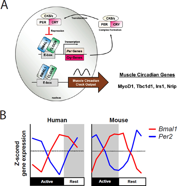 Figure 5.