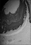 FIG. 3.2.