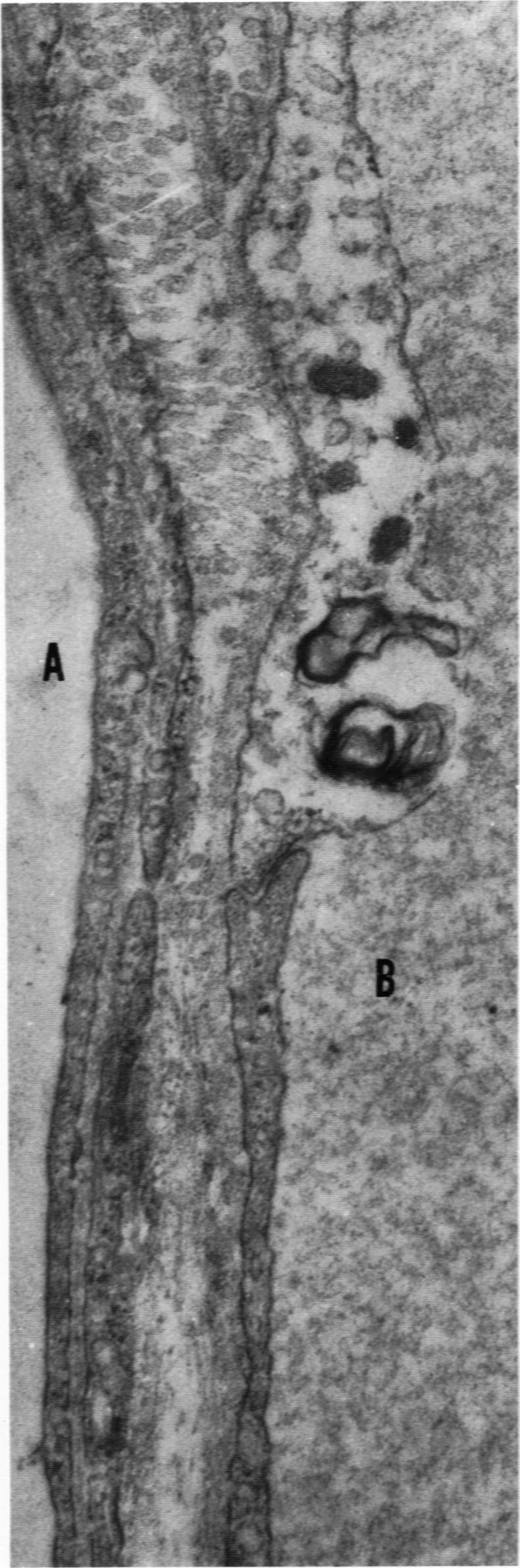 Fig 9