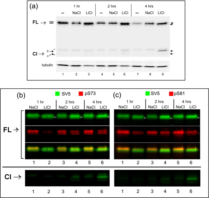 FIGURE 5: