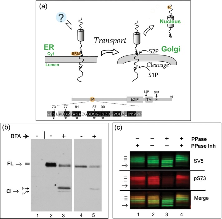 FIGURE 1: