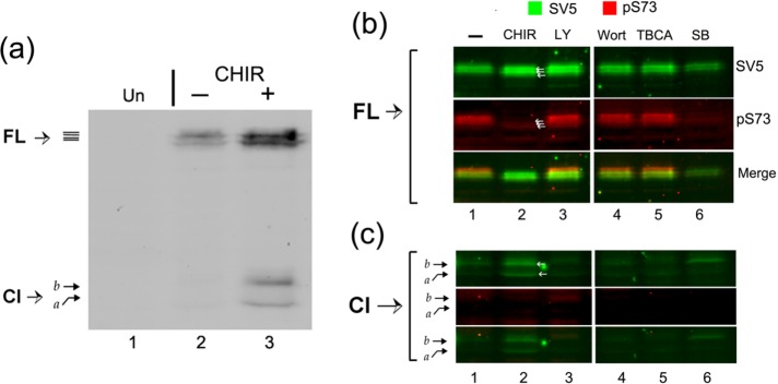 FIGURE 6: