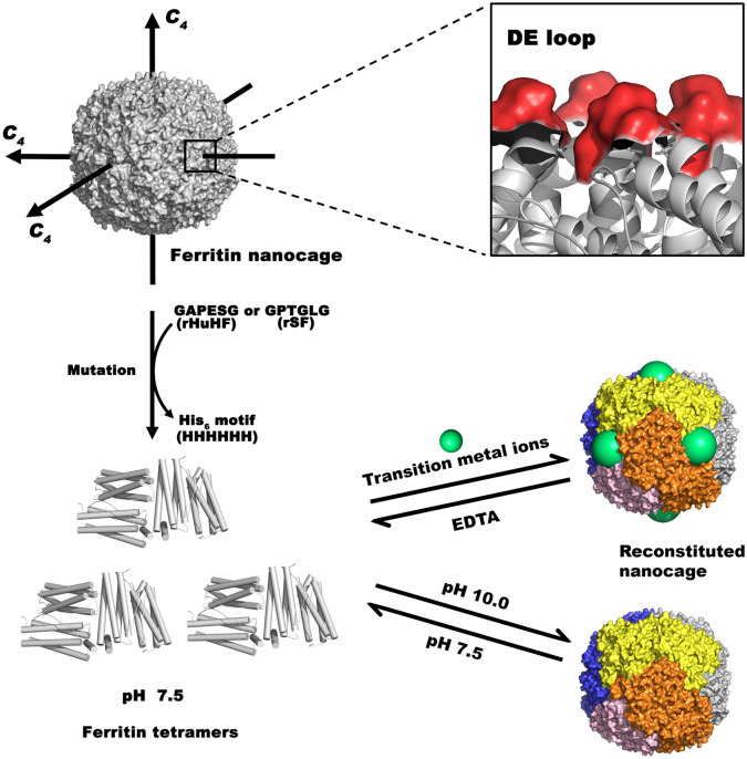 Fig. 3