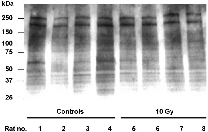 FIG. 8