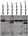 Figure 3—figure supplement 1.