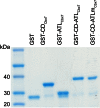 Figure 6—figure supplement 1.