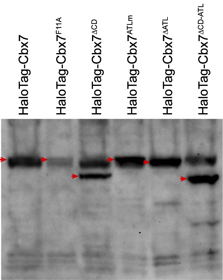 Figure 3—figure supplement 1.