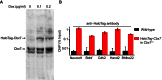 Figure 1—figure supplement 3.