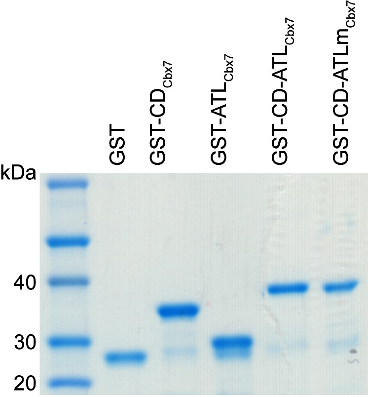 Figure 6—figure supplement 1.