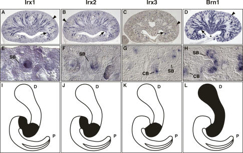 Figure 3.