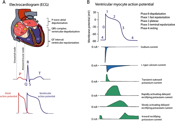 Fig. 1