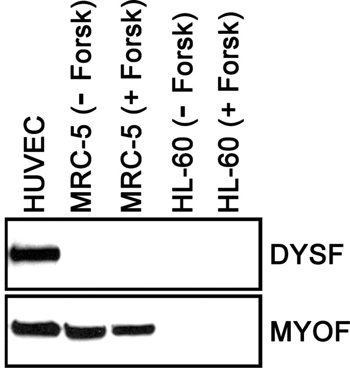 FIG. 5.