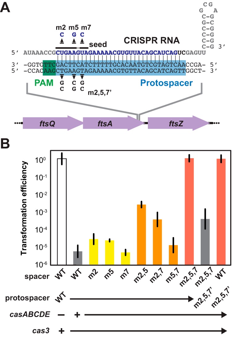 FIG 2 