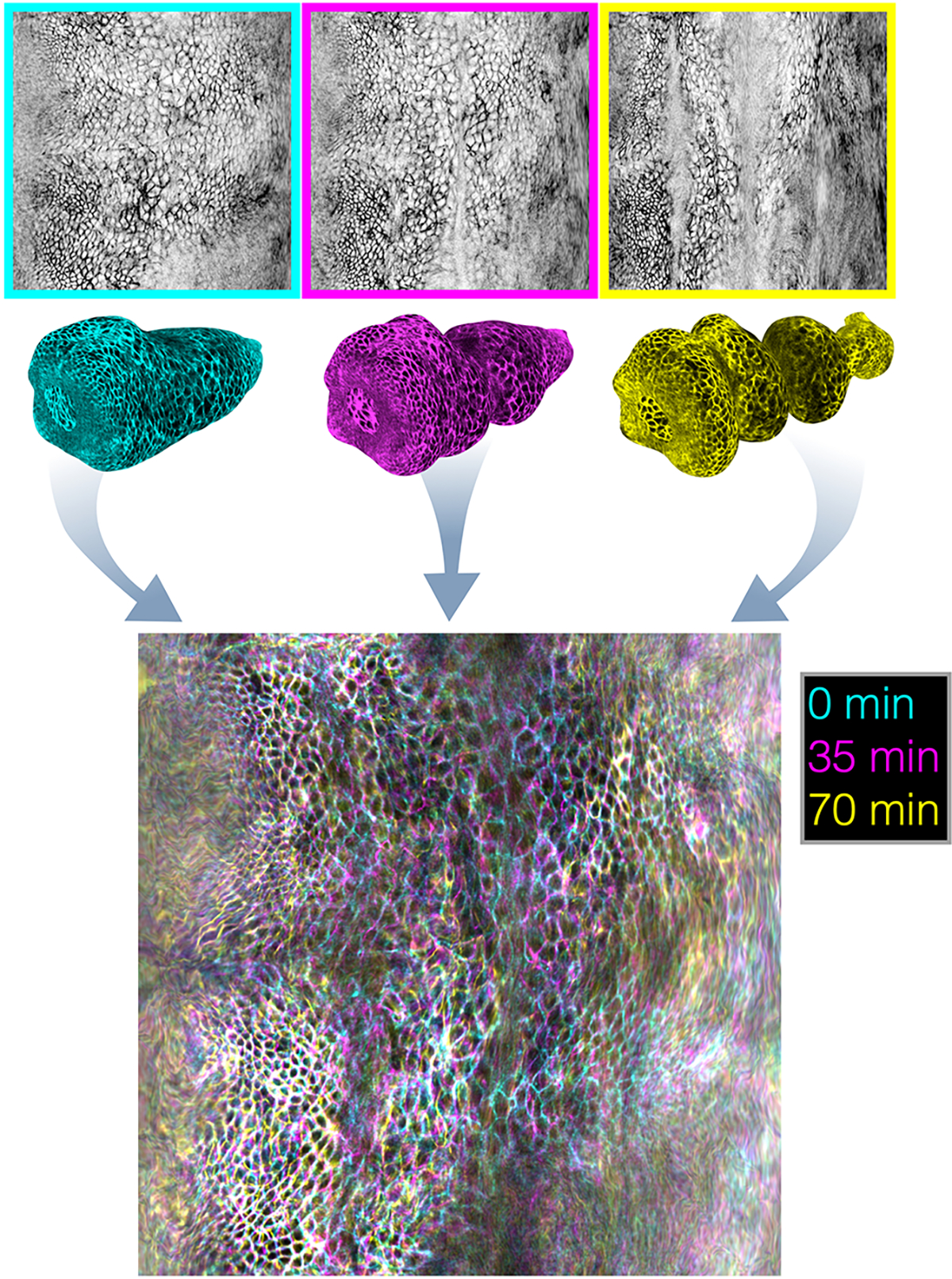 FIG. Extended Data Fig. 2.