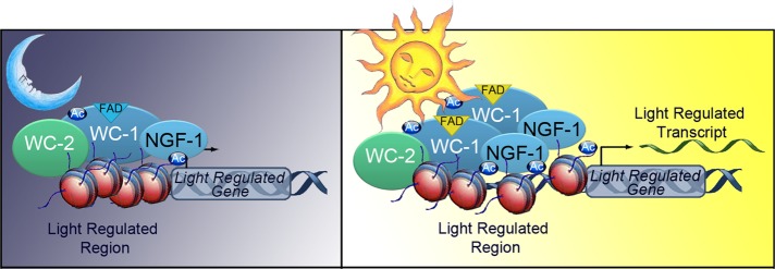 FIGURE 6: