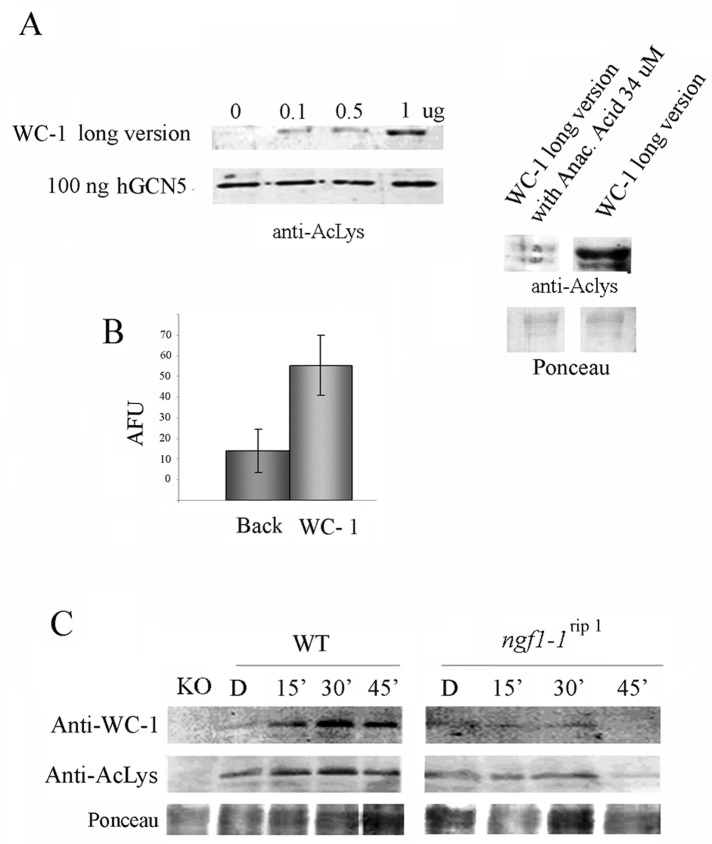 FIGURE 5: