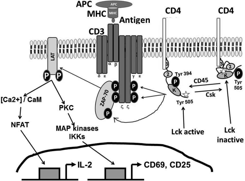 Fig. 2