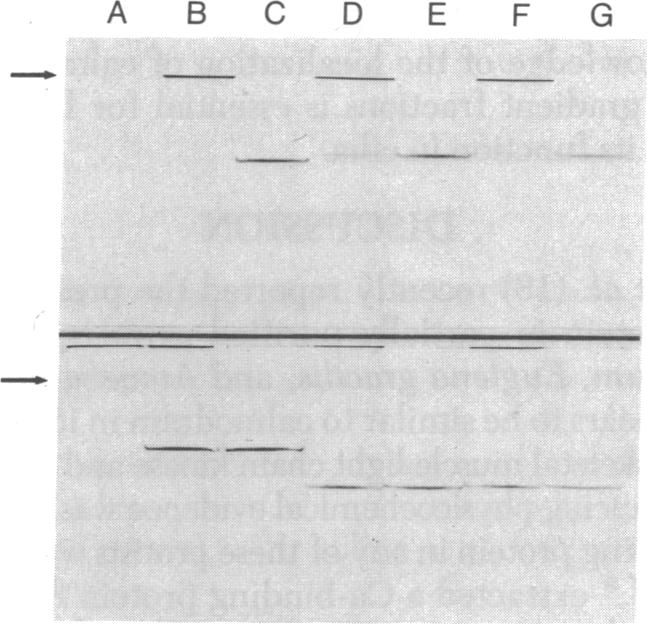 graphic file with name pnas00012-0457-a.jpg