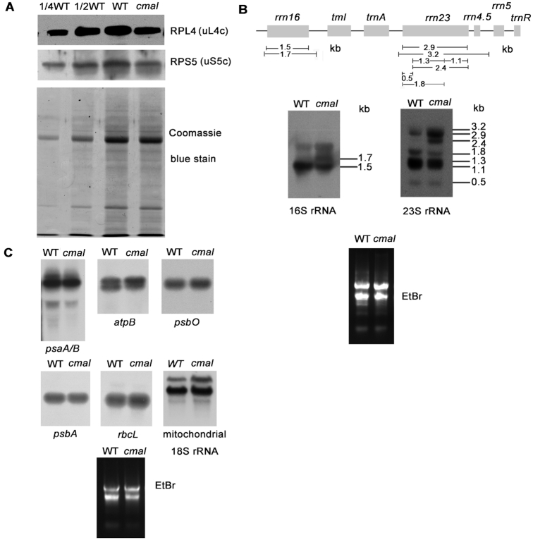 Figure 4.