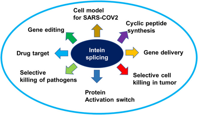 Graphical Abstract