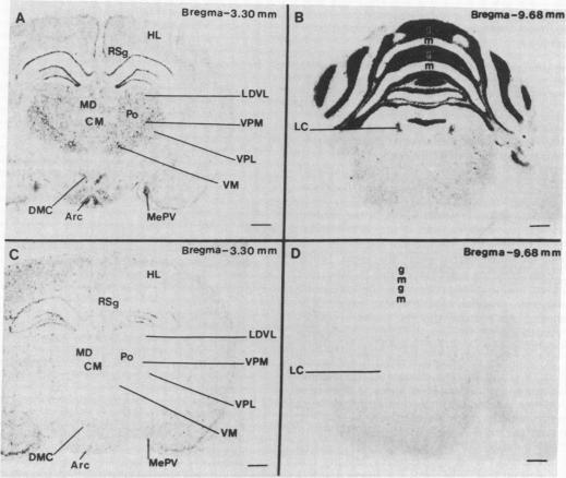 graphic file with name pnas00302-0572-a.jpg