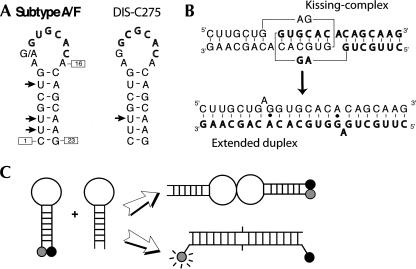 FIGURE 1.