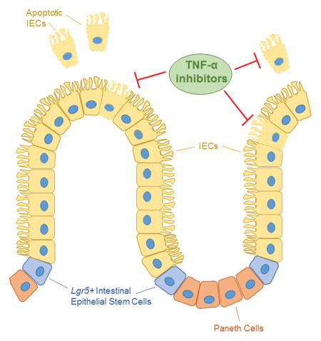 graphic file with name nihms792482u1.jpg