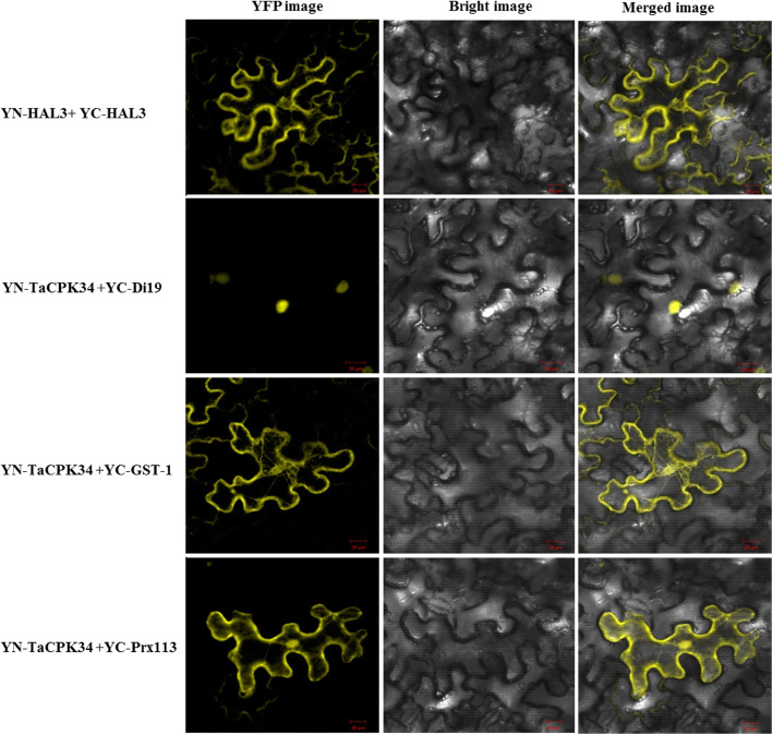 Fig. 6