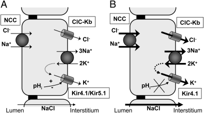 Fig. 5.