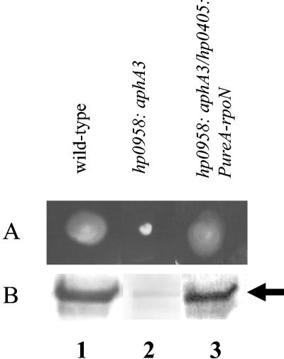 FIG. 4.