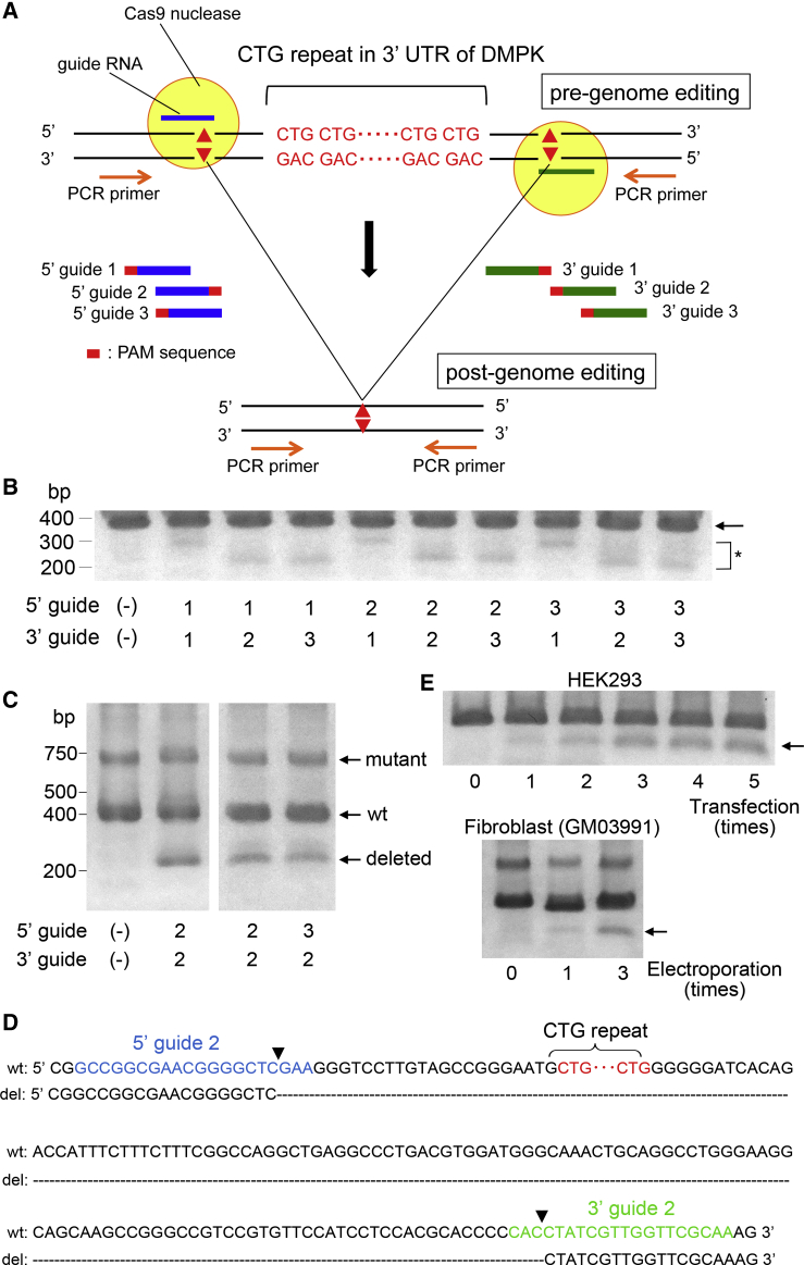 Figure 1